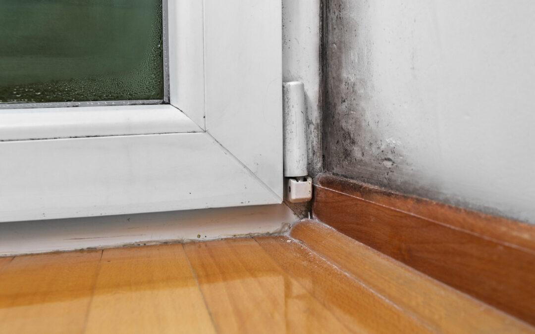 The Quick Guide to Post-Leak Mould